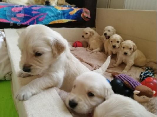 PoulaTo: Καθαρόαιμα Golden Retriever κουτάβια